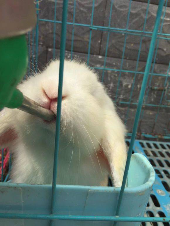 垂耳兔一只，长的可爱又好看哈哈。