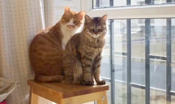 “带着田园猫去宠物店洗澡,却被拒之门外”