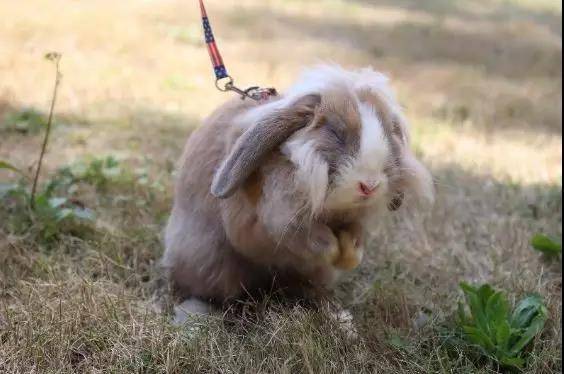 垂耳兔