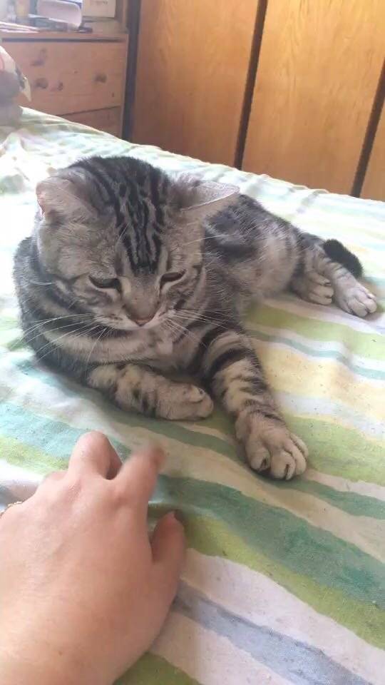 (美国短尾猫)我要姐姐抱抱 我要公主抱抱 飞起来的抱抱 转圈圈的抱抱