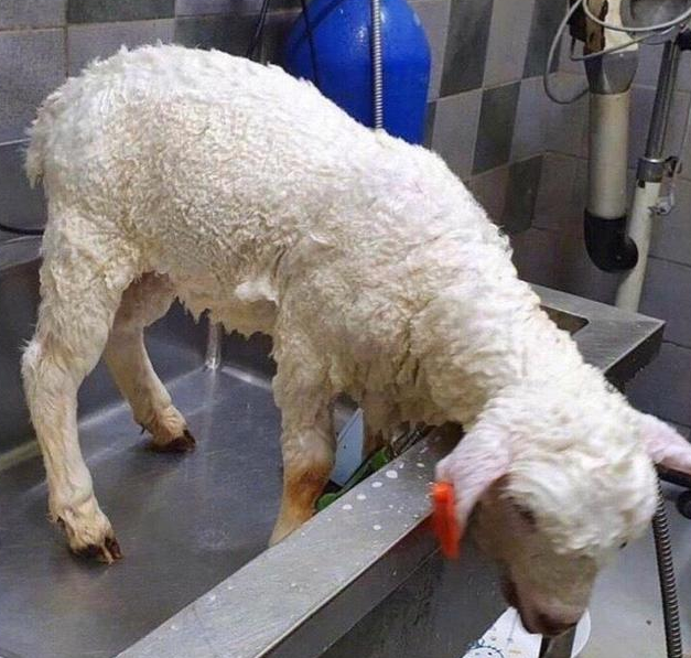 绵羊第一次去洗澡,洗完后铲屎官直言要加钱:真是难为人家了