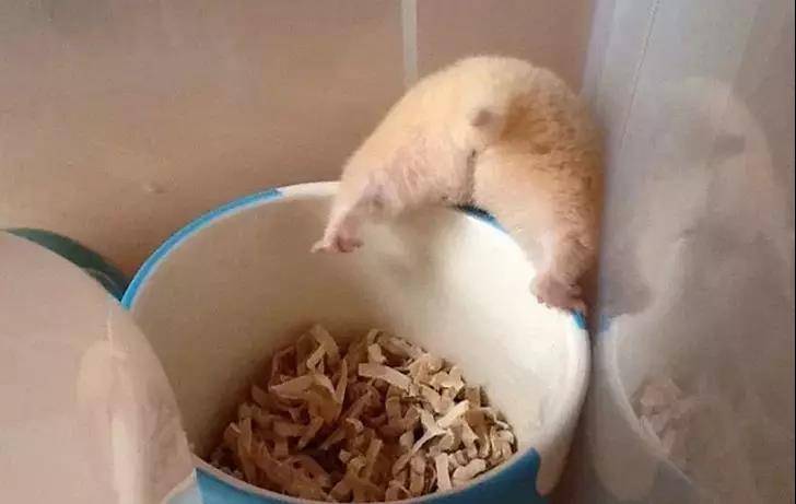 等等，我先拍个照再来倒拔仓鼠~