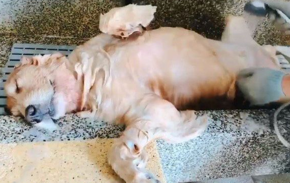 最佳洗澡模范生!喜欢洗澡的狗狗超会享受