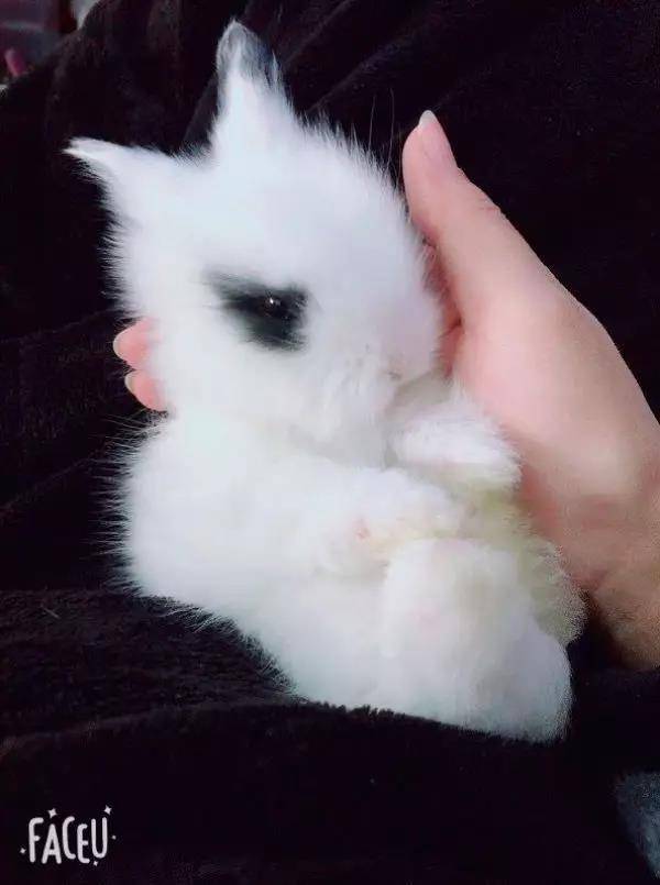 一群淘气的小家伙，简直是又爱又恨！