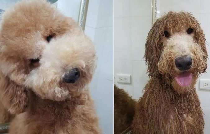 贵宾洗澡变身玉米面头 招牌呆萌表情笑喷