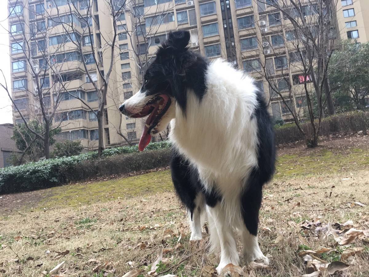 甩膘行动开启模式中…… 最近刚知晓,四十五斤的边牧,的确太胖了,宠娃的后麻,总觉得我们是边牧体型比较大的,看起来一点都不胖嘛!所以边友们旁敲侧击说米拉胖,麻麻都置若罔闻。 这几天亲爸亲麻来看米拉,才知道米拉同胞的兄弟姐妹,都不到四十斤,好在三岁正值壮年的米拉热爱运动,累成这个狗样,还是兴趣不减,运动很开心运动很快乐