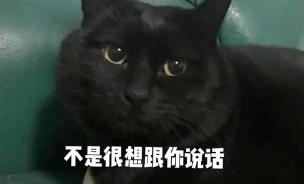 “带着田园猫去宠物店洗澡,却被拒之门外”