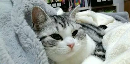 美短洗澡时突然死了,猫主人边看监控边哭