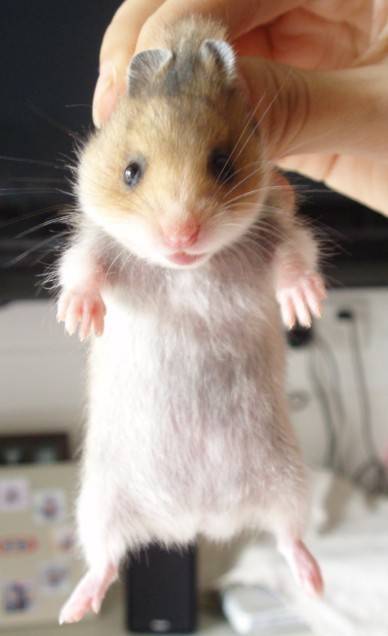 一只超级有洁癖的西施熊