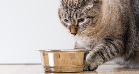 宠物发烧的 5 大常见原因