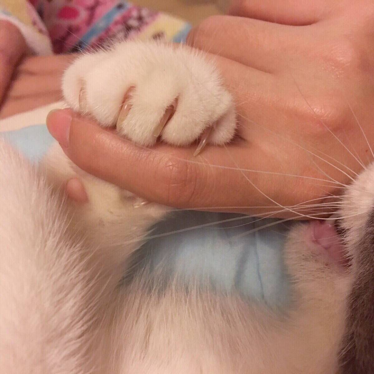 臭咪，你要把麻麻吃点嘛！