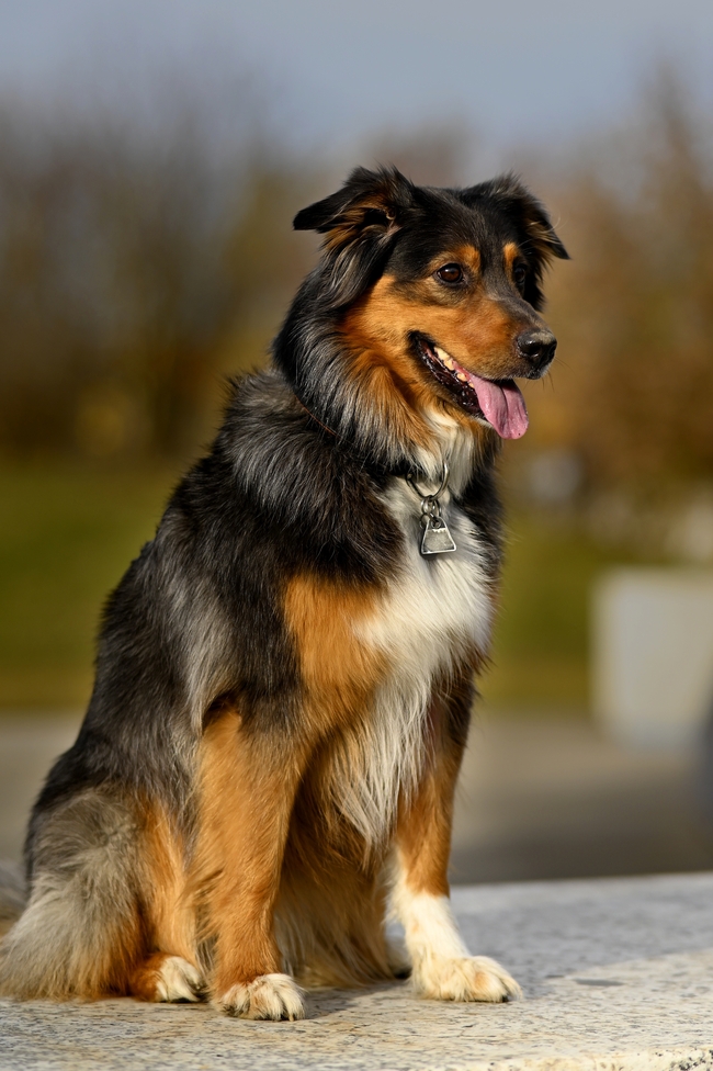 蹲坐在地上的黑色德国牧羊犬图片