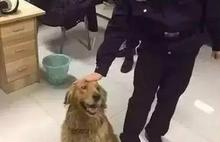 警察局收留走丢金毛,但金毛却吃警犬零食,警犬的回应亮了