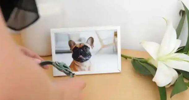 暴利之下:宠物殡葬行业的冰与火之歌