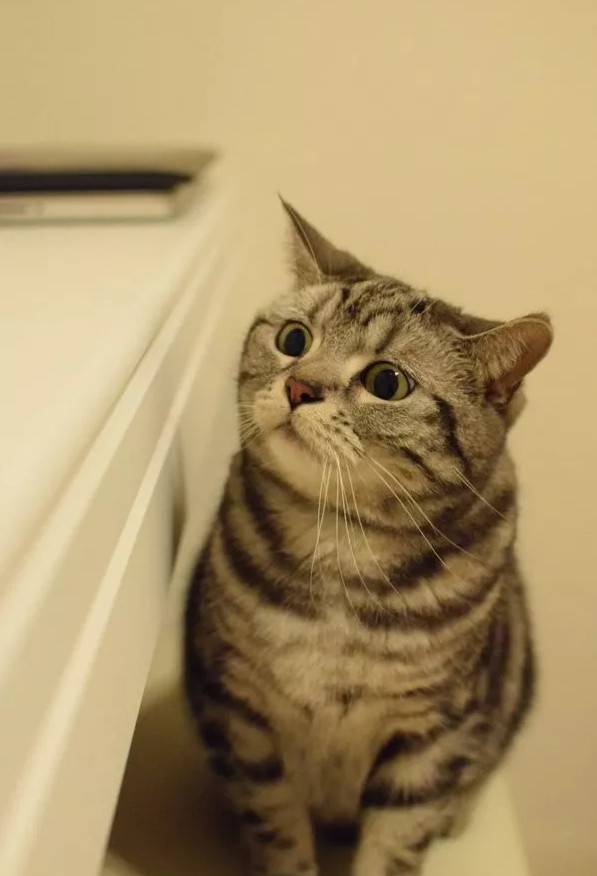 铲屎官天天被家里猫大爷用眼神质问：为什么上厕所不用猫砂？！