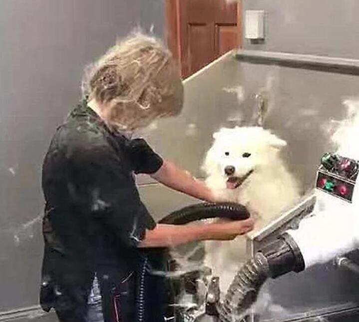 送萨摩耶去洗澡,中途不放心去看了一眼后感觉要被拉黑了呀