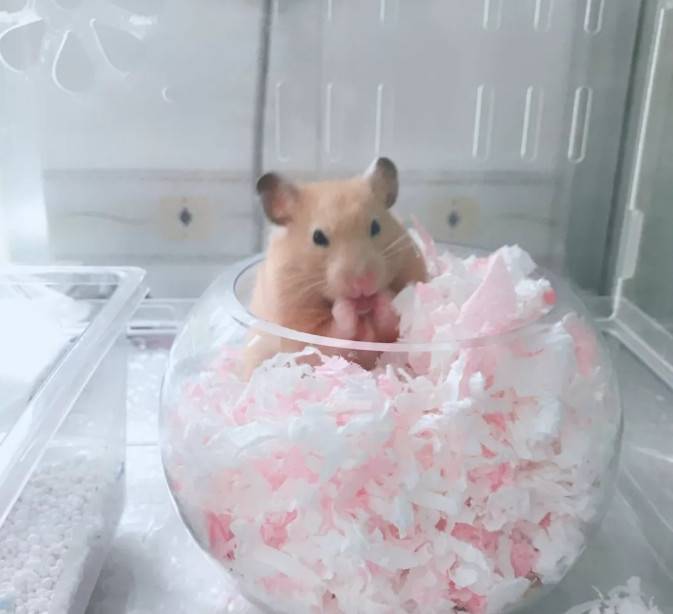 金丝熊站起来还蛮高的嘛~