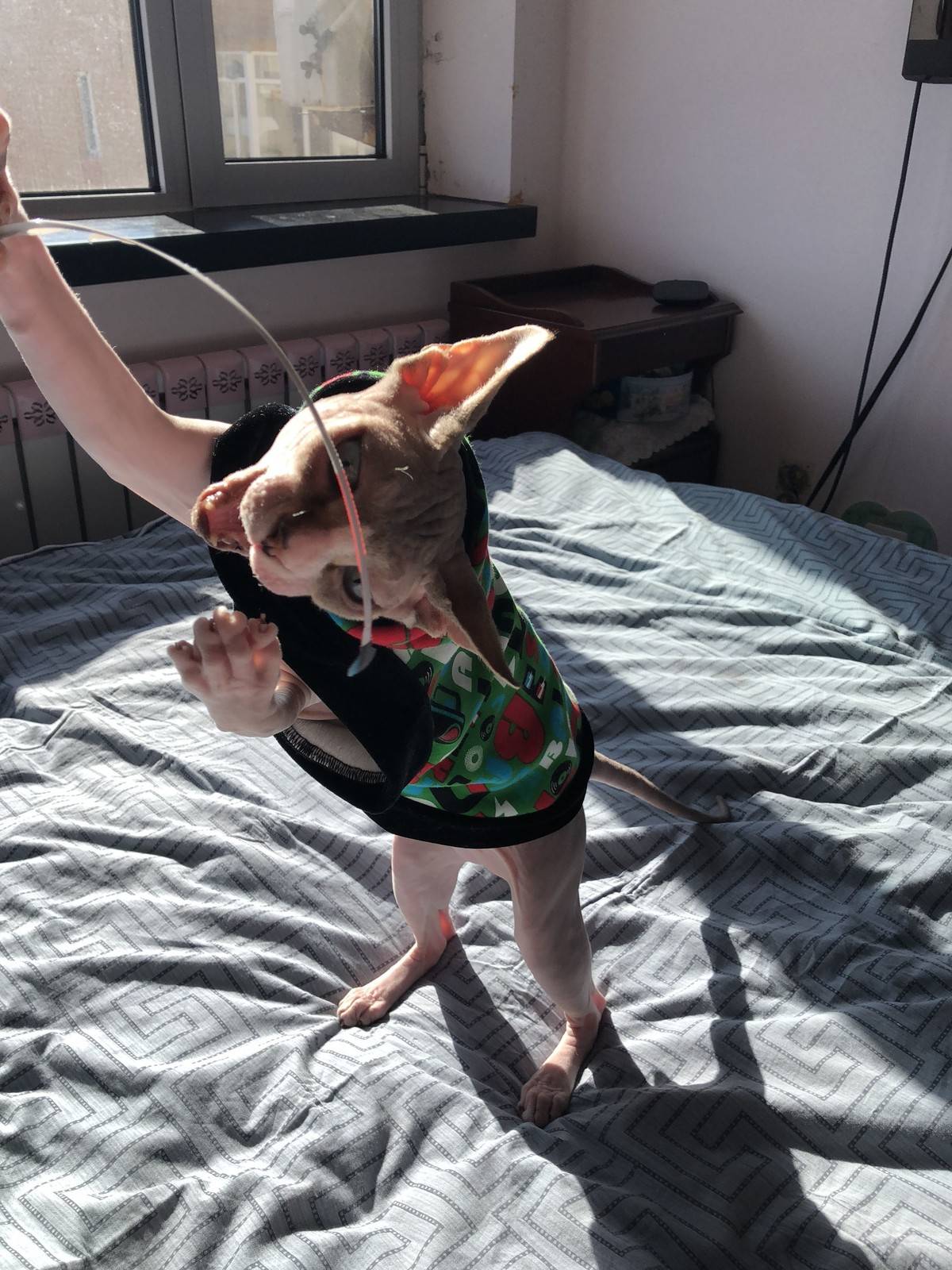 无毛猫,逗你玩儿……