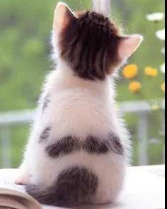 来几张小猫咪的背影杀图片,值的收藏哦