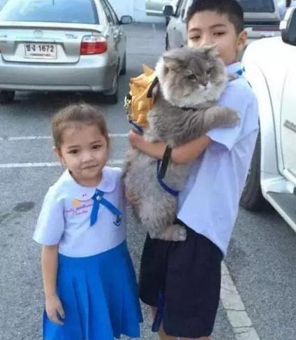 女主带胖猫逛街,遭路人围堵拍照,回家洗澡后笑喷:汤姆猫再世