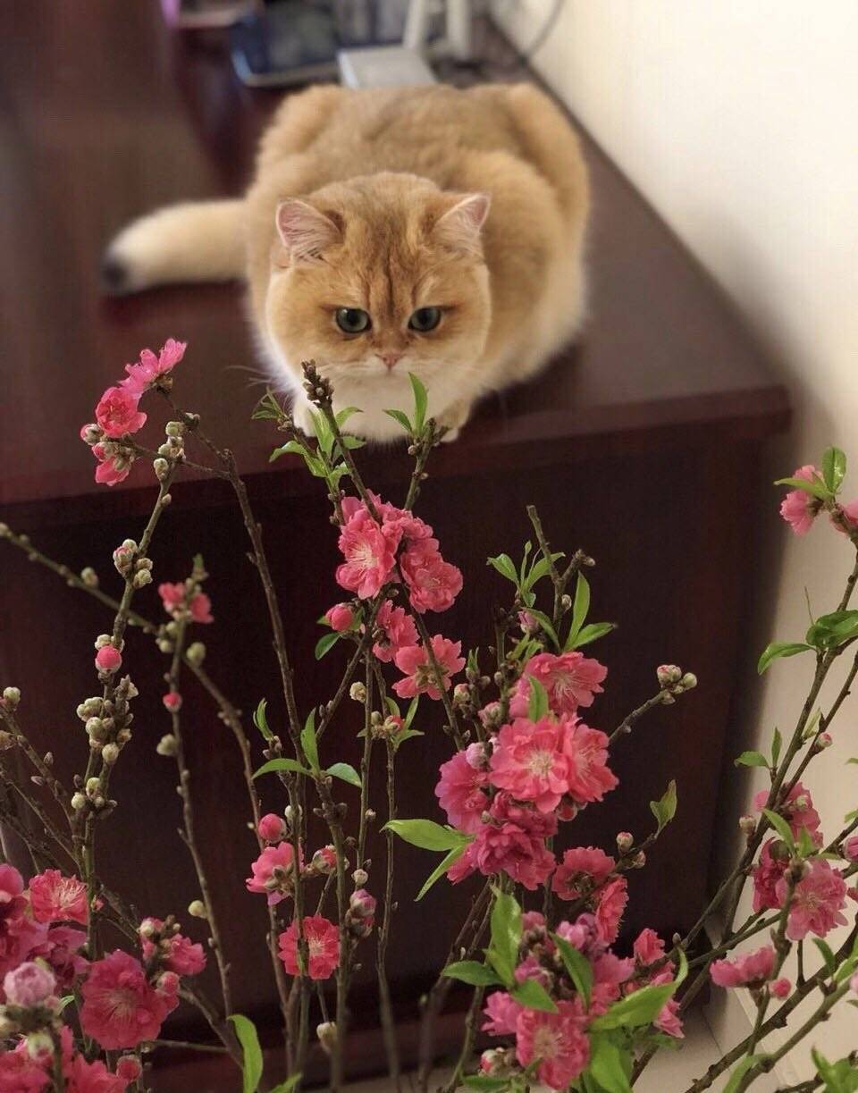 猫说在家也可以赏梅的