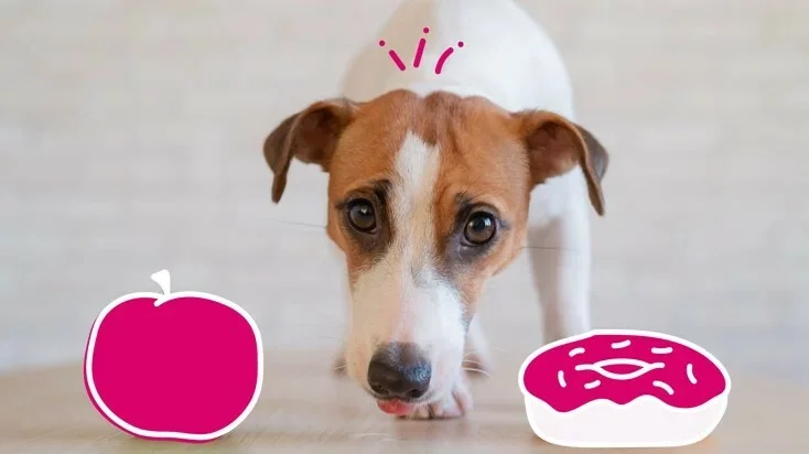 狗狗糖尿病:病因、症状和治疗方法