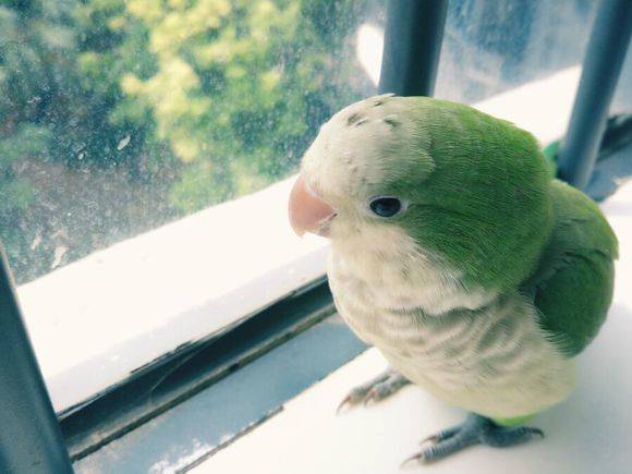 白和尚鹦鹉图片大全