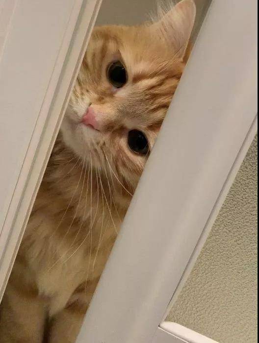 这么可爱的猫咪调皮捣蛋算什么,卖个萌就好了!