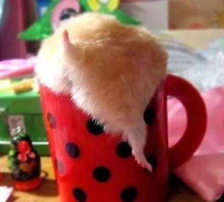 仓鼠撅起小屁屁，屁股又萌又好看