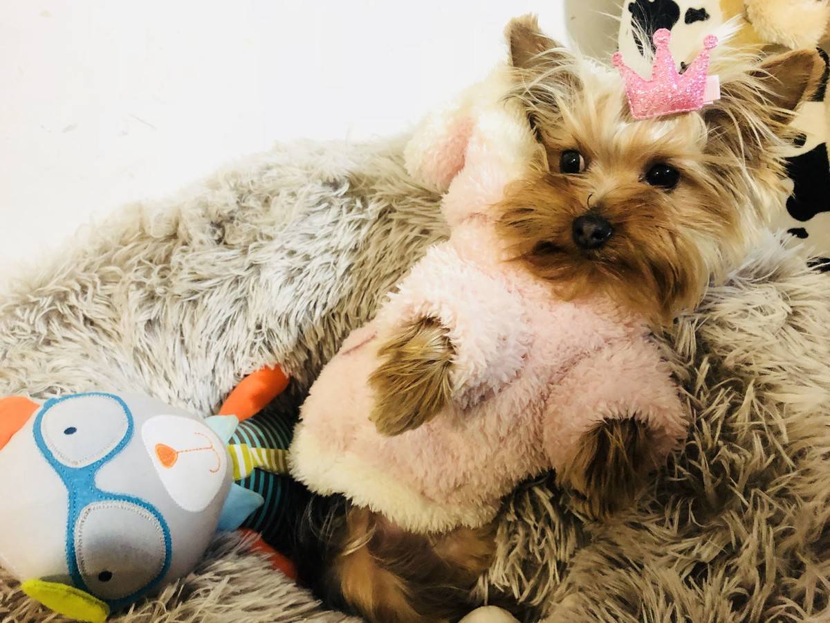 卖萌是本宝宝的日常~