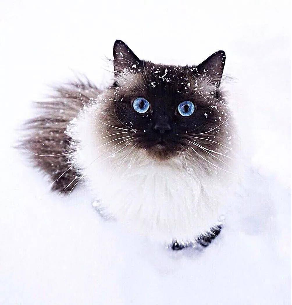 超萌的猫咪,眼里有星辰大海