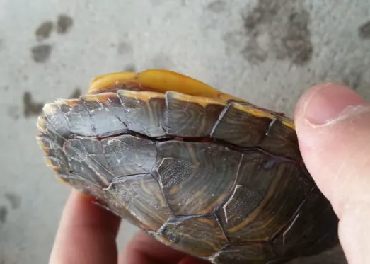 乌龟壳变软了是啥原因？3 种情况及其解决办法