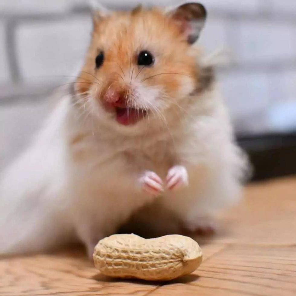 这是一场仓鼠与花生的决斗！