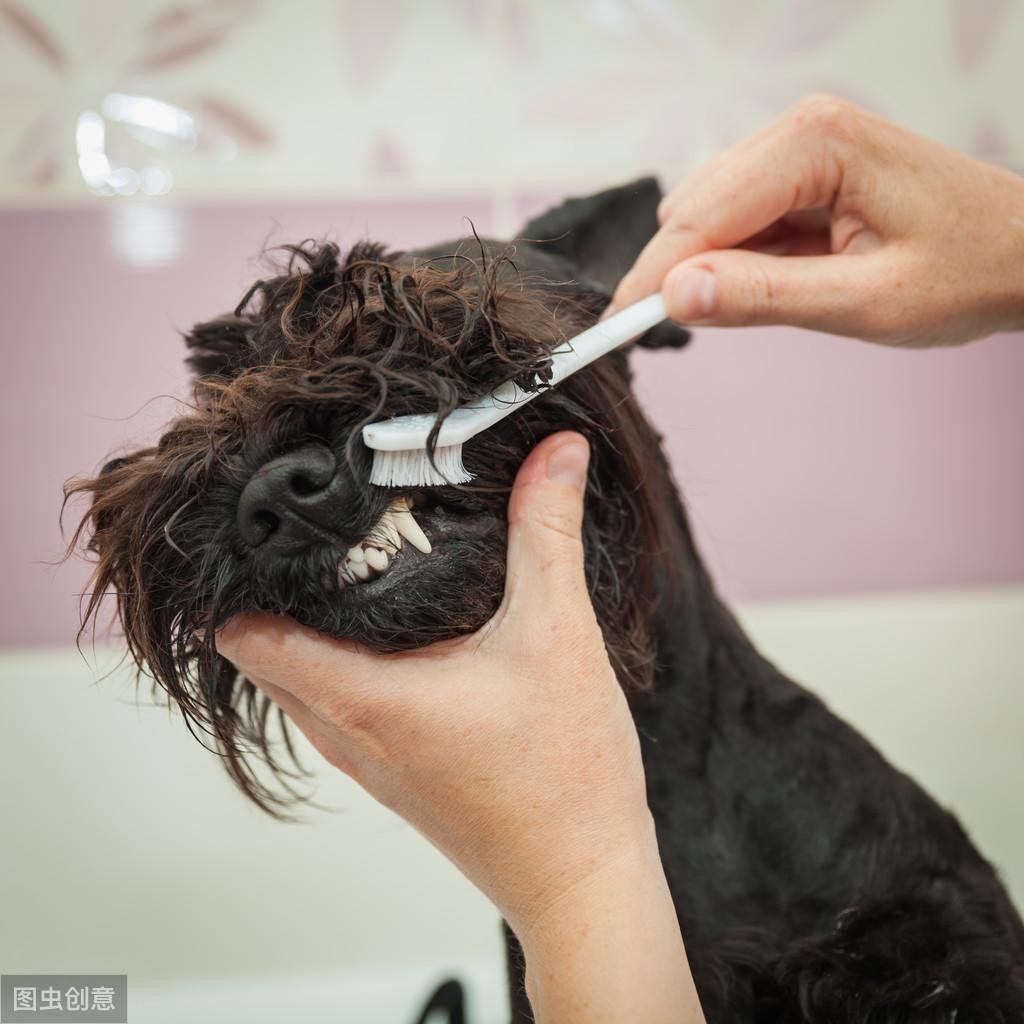 有必要给狗狗刷牙吗?科学刷牙预防疾病无忧