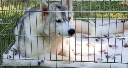 揭穿狗狗心丝虫病的 10 大误区