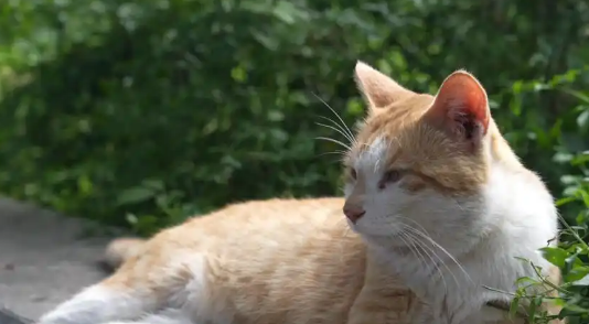 大反转!网传“贵州文昌阁多只小猫被挖眼”系AI编造