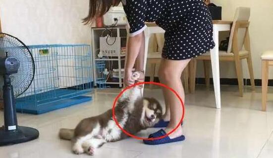 小阿拉斯加不想洗澡,直接放躺耍赖,主人可不会给它这个机会