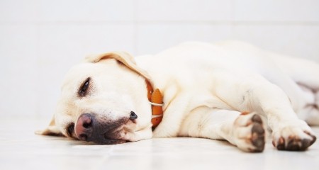 宠物发烧的 5 大常见原因