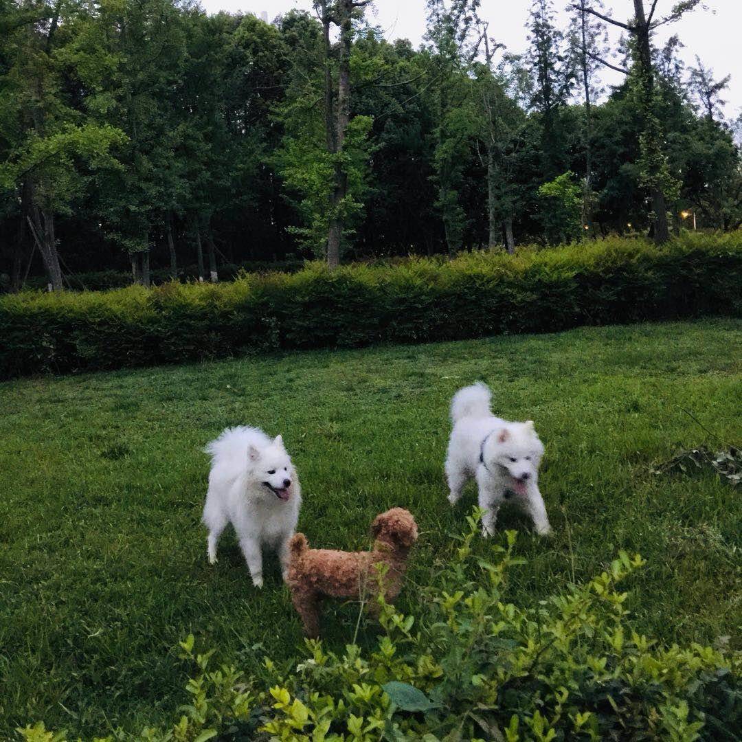 一下班就是萨摩耶犬活动时间