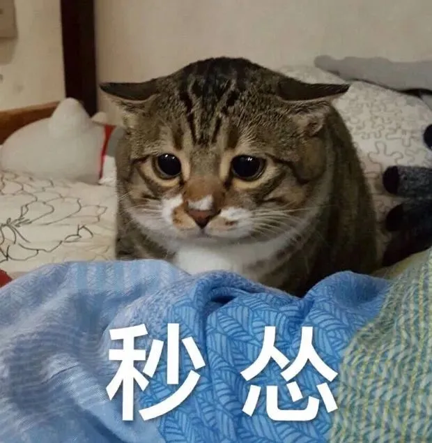 猫咪不爱喝水怎么办？14 个骗猫喝水小技巧