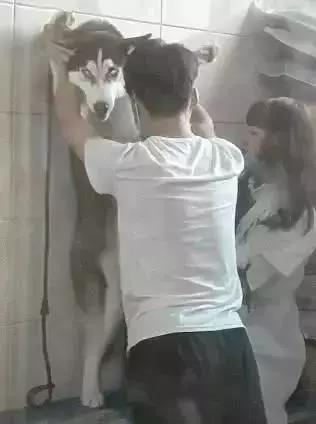 哈士奇洗澡太闹腾,被强摁在墙上,萨摩耶笑到:被壁咚了