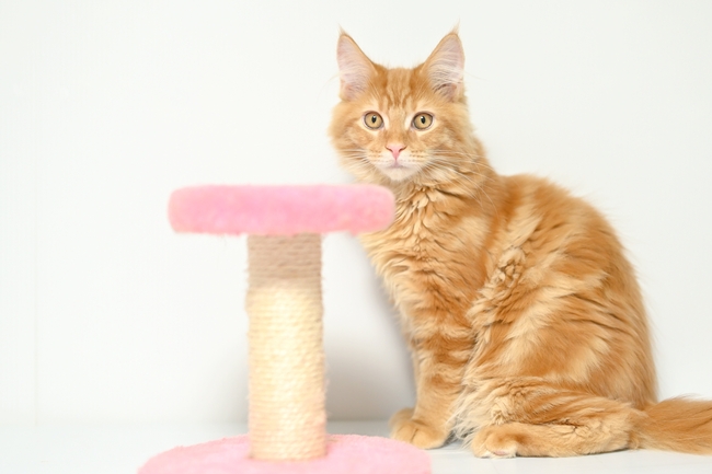 缅因库恩猫图片