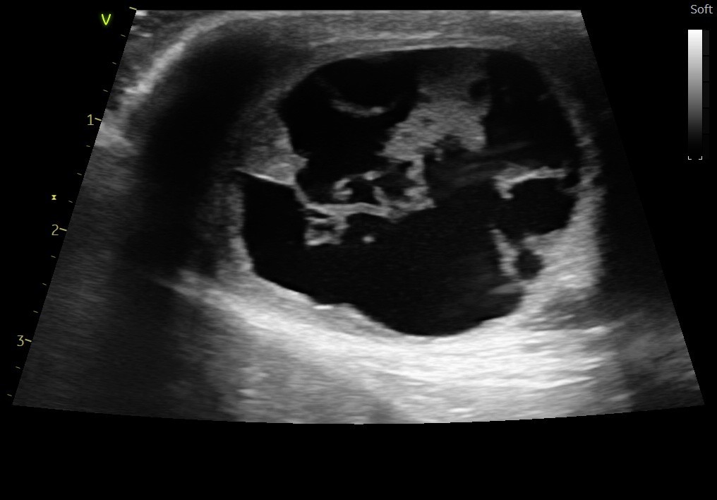 一例犬睾丸肿瘤的诊断与治疗