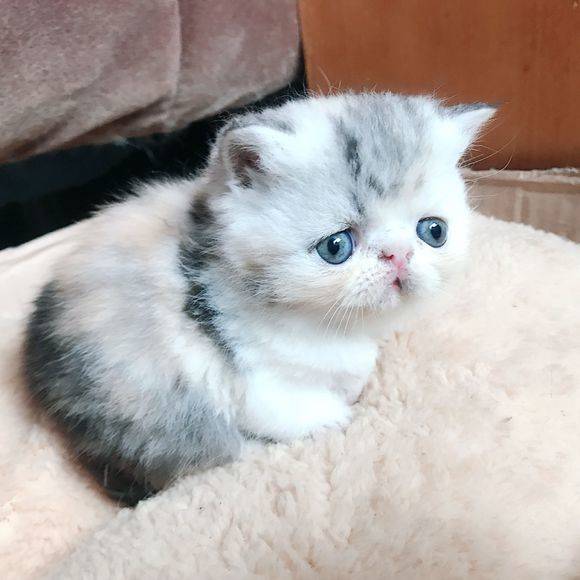 看到都要萌哭了的加菲猫