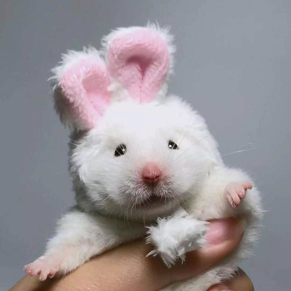 主人主人，你是不是更喜欢兔叽啊