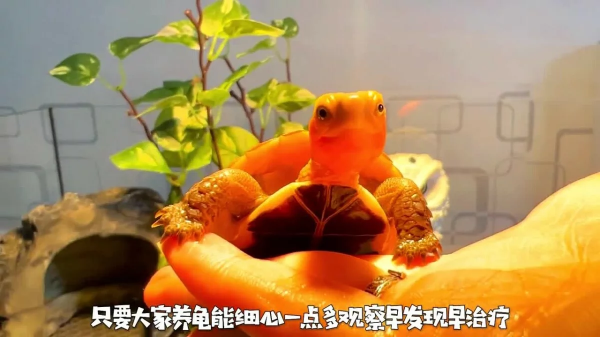 乌龟生病的预兆：如何判断乌龟是否生病了？