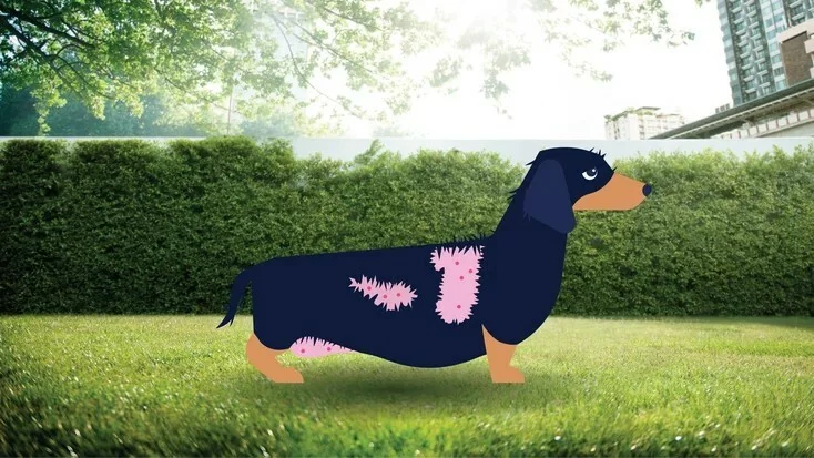 犬类库欣病：病因、症状和治疗方法