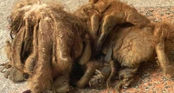 泰迪狗6年没洗澡,毛发邋遢尽是死结,主人却嫌它不爱干净抛弃它