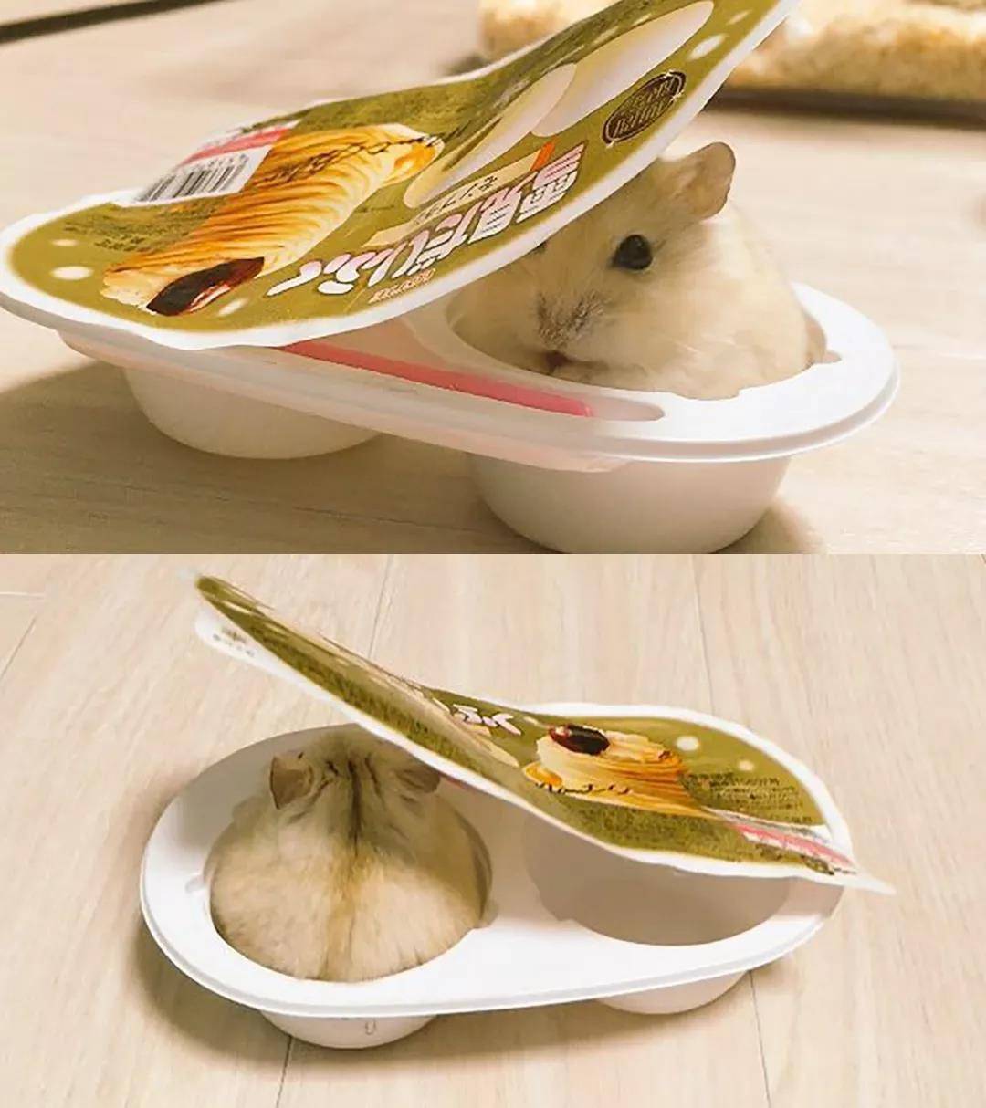 仓鼠，傻傻分不清楚