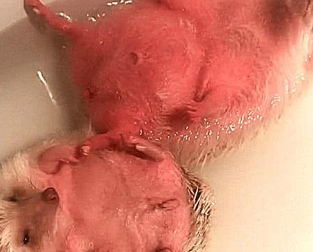 男友帮刺猬洗澡,主人进去一看,被这画面吓坏了,几分熟了